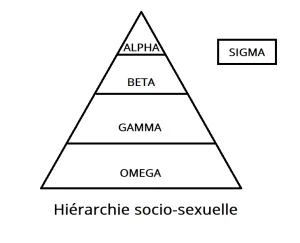 beta définition vocabulaire hiérarchie