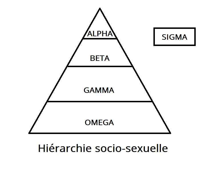 beta définition vocabulaire hiérarchie
